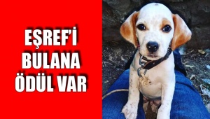 EŞREF’İ BULANA ÖDÜL VAR