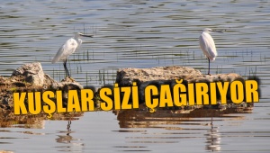 Kuşlar sizi çağırıyor