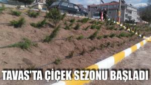 TAVAS'TA ÇİÇEK SEZONU BAŞLADI