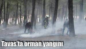 Tavas’ta orman yangını