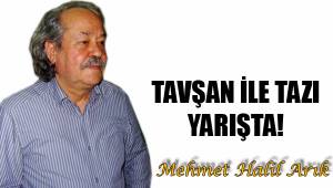 TAVŞAN İLE TAZI YARIŞTA!