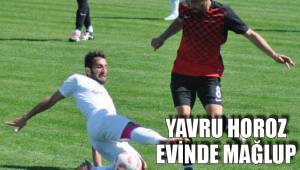 YAVRU HOROZ EVİNDE MAĞLUP