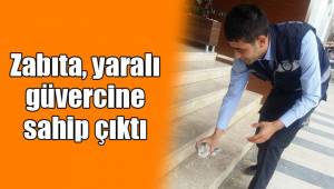 Zabıta, yaralı güvercine sahip çıktı