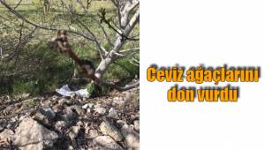 Ceviz ağaçlarını don vurdu