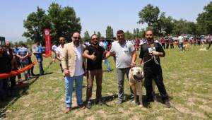 Çoban köpekleri güzellikleriyle yarıştı