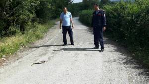 YILAN OPERASYONLARI BAŞLADI