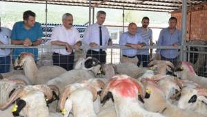 Tavas'ta koç dağıtımı yapıldı