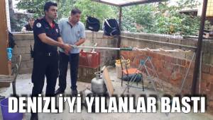DENİZLİ’Yİ YILANLAR BASTI