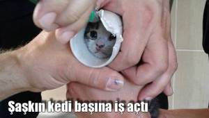 Şaşkın kedi başına iş açtı