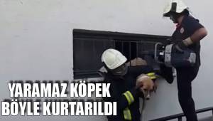 YARAMAZ KÖPEK BÖYLE KURTARILDI