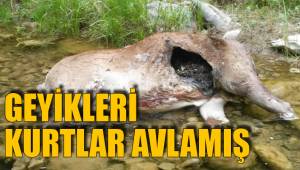 KURTLARA YEM OLMUŞLAR