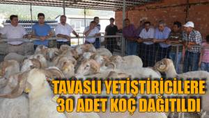 TAVASLI YETİŞTİRİCİLERE KOÇ DAĞITILDI