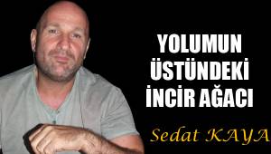 YOLUMUN ÜSTÜNDEKİ İNCİR AĞACI