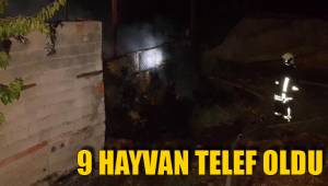 9 HAYVAN TELEF OLDU