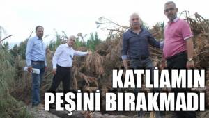 AĞAÇ KATLİAMININ PEŞİNİ BIRAKMADI