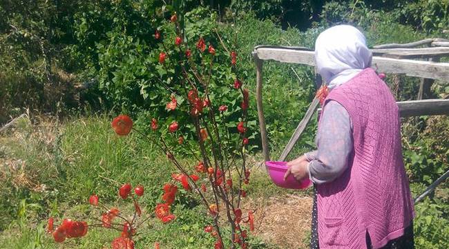 AĞAÇLAR DOMATES AÇTI