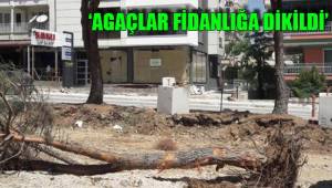 ‘AGAÇLAR FİDANLIĞA DİKİLDİ’