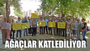AĞAÇLAR KATLEDİLİYOR