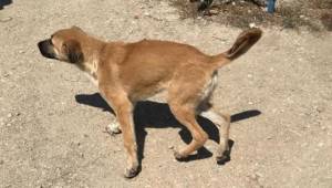 ARACIN ÇARPTIĞI KÖPEK TEDAVİ EDİLDİ