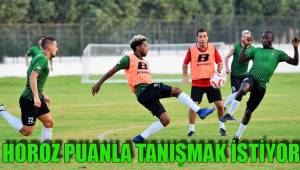 HOROZ PUANLA TANIŞMAK İSTİYOR