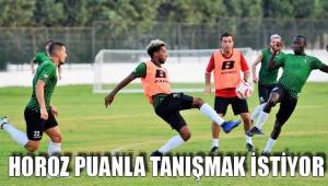 HOROZ PUANLA TANIŞMAK İSTİYOR