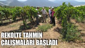 REKOLTE TAHMİN ÇALIŞMALARI BAŞLADI