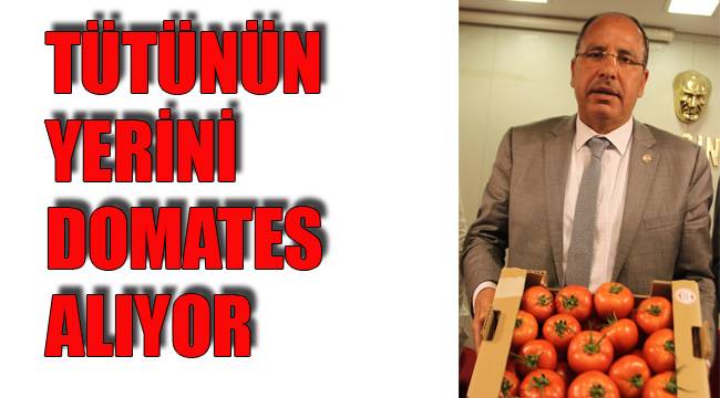 TÜTÜNÜN YERİNİ DOMATES ALIYOR