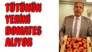 TÜTÜNÜN YERİNİ DOMATES ALIYOR