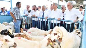 Vali canlı hayvan pazarını gezdi