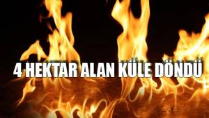 4 HEKTAR ALAN KÜLE DÖNDÜ
