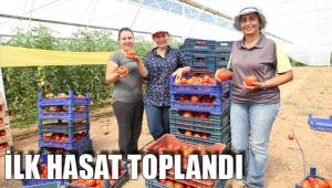 İLK HASAT TOPLANDI