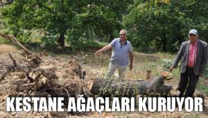 KESTANE AĞAÇLARI KURUYOR