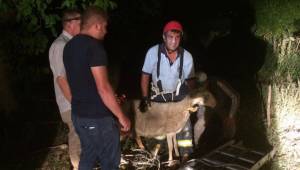 SU KUYUSUNA DÜŞEN KOYUN KURTARILDI