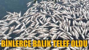 BİNLERCE BALIK TELEF OLDU