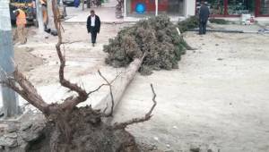 ÇİVRİL’DE AĞAÇ DEVRİLDİ