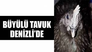 BÜYÜLÜ TAVUK DENİZLİ’DE