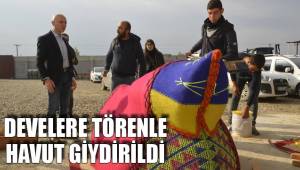 DEVELERE TÖRENLE HAVUT GİYDİRİLDİ