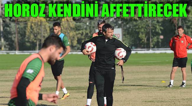 HOROZ KENDİNİ AFFETTİRECEK