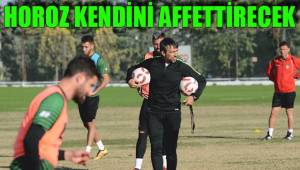 HOROZ KENDİNİ AFFETTİRECEK