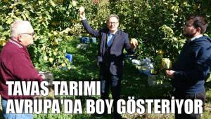 TAVAS TARIMI AVRUPA'DA BOY GÖSTERİYOR