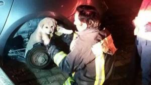 Otomobilin tekerleğine sıkışan köpek kurtarıldı