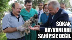 SOKAK HAYVANLARI SAHİPSİZ DEĞİL