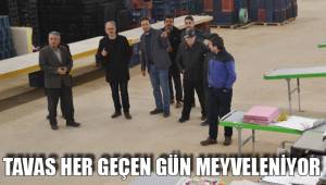TAVAS HER GEÇEN GÜN MEYVELENİYOR