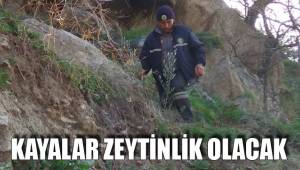 KAYALAR ZEYTİNLİK OLACAK