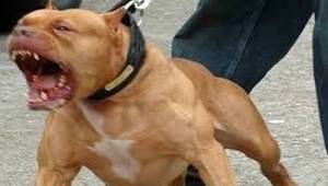Polise pitbul saldırdı