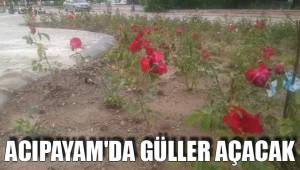 ACIPAYAM'DA GÜLLER AÇACAK