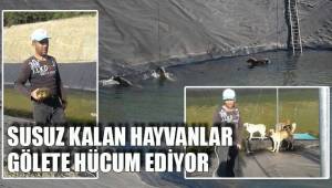 SUSUZ KALAN HAYVANLAR GÖLETE HÜCUM EDİYOR