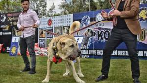 Çoban köpekleri Konya’da görücüye çıktı