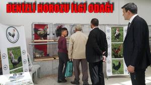 DENİZLİ HOROZU İLGİ ODAĞI