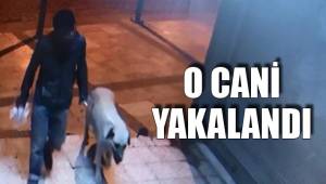 O CANİ YAKALANDI